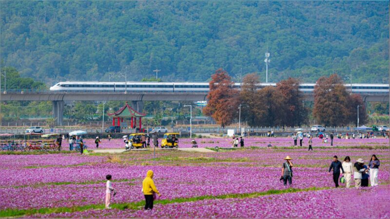 中山崖口600多亩格桑花盛放,吸引大湾区游客周末前往